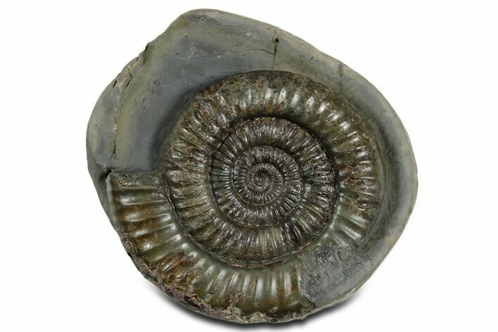 Jurassic Ammonite (Dactylioceras) Fossil - England #351152